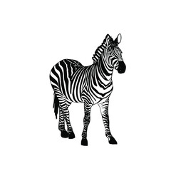 Zebra line art illustration.Jungle animal.