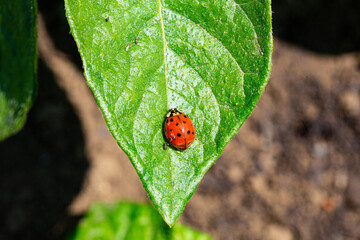 ジャガイモ畑に飛来した赤いてんとう虫　ナミテントウ　小さな紋が幾つもあるテントウムシ