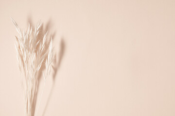 Dry flowers, dried branch on beige background. Flat lay, top view, copy space, mockup