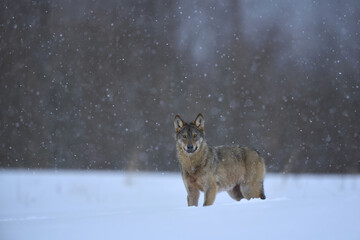 Gray wolf in winter snow storm snowing snowflake frost forest