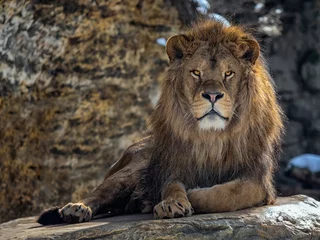 Tuinposter portrait of a beautiful lion on a dark background lying on a rock © PhotoVlk