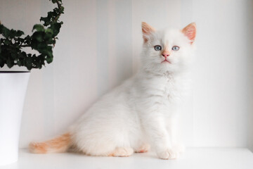 White fluffy cat. Little kitten at home. Pets concept