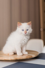 White fluffy cat. Little kitten at home. Pets concept