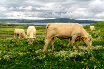 Kühe in Irland
