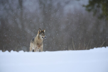 Gray wolf in winter snow storm snowing snowflake frost forest