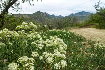 View of the road in the gorge of the Echki-Daga mountain. Picturesque view of the Crimean mountains. Fox Bay. Crimea.