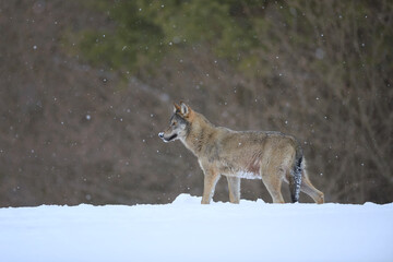 Gray wolf in winter snow storm snowing snowflake frost forest