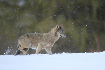 Gray wolf running in winter snow storm snowing snowflake frost forest