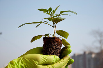 sapling in hand of gardener. gardening concept