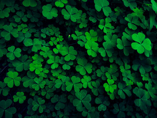 Green background with three-leaved shamrocks, lucky irish four leaf clover in the field.