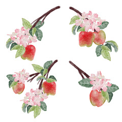 watercolor apple fruit and bloom flower branch isolated on white background