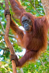 Orangutan, Pongo pygmaeus, Sekonyer River, Tanjung Puting National Park, Kalimantan, Borneo, Indonesia