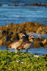 Egyptian Goose, Alopochen aegyptiaca, Walker Bay Nature Reserve, Gansbaai, Western Cape, Atlantic Ocean, South Africa, Africa