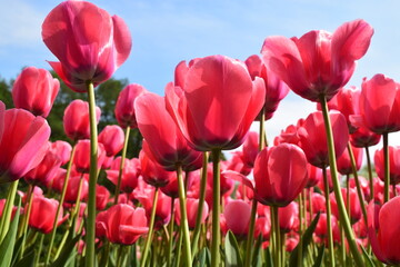 Fototapeta premium Bottom view of bright red-pink tulips on blue sky background. Viva Magenta color 2023