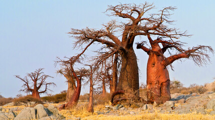Baobab, Adansonia digitata, Kubu Island, White Sea of Salt, Lekhubu, Makgadikgadi Pans National Park, Botswana, Africa - obrazy, fototapety, plakaty