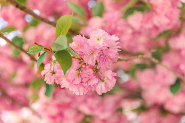 Pink sakura blossom under sunshine in fresh garden. Beautiful flowers in spring. Japanese cherry blossom in springtime.
