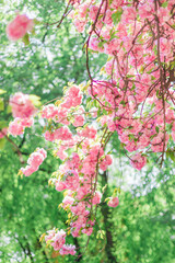 Pink cherry blossom flowers on flowering tree branch blooming in spring