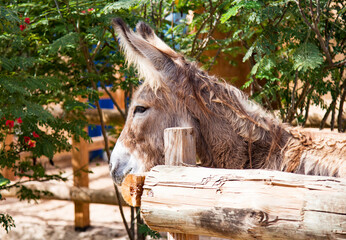 donkey in the zoo