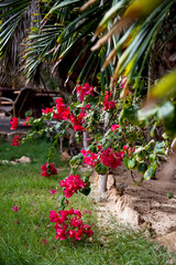 flowers in the garden