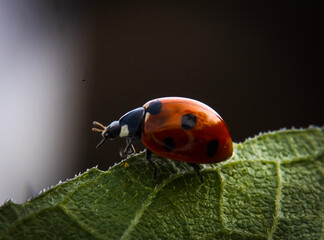 ladybug on grass