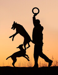 Silhouettes of a man and two dogs on a sunset background, Belgian Shepherd Malinois dogs play together, jump after a puller, fun games with the owner