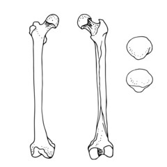 Human femur and patella, vector hand drawn illustration isolated on a white background, orthopedics medicine anatomy sketch