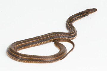 The checkered keelback (Fowlea piscator), Asiatic water snake on white background
