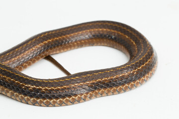 The checkered keelback (Fowlea piscator), Asiatic water snake on white background
