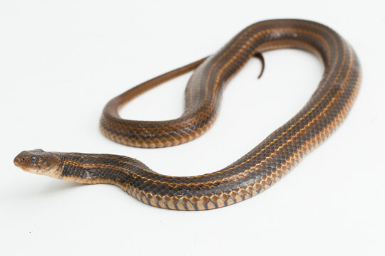 The checkered keelback (Fowlea piscator), Asiatic water snake on white background
