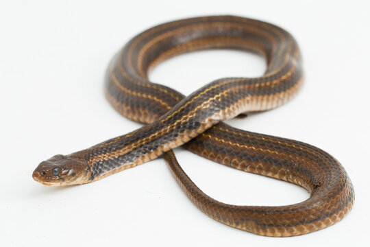 The checkered keelback (Fowlea piscator), Asiatic water snake on white background
