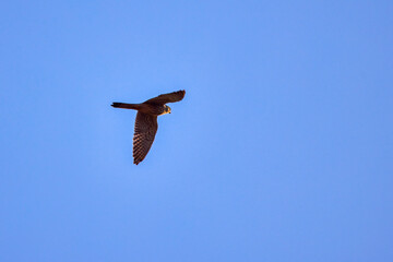 Obraz premium pigeon hawk in flight isolated on the blue sky
