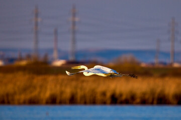 (Ardea alba), which flies with the blue sky in the background