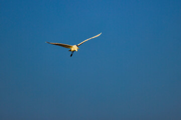 (Ardea alba), which flies with the blue sky in the background