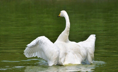 white swan on the lake
