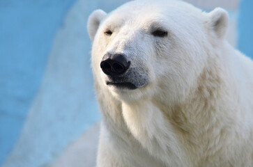 Fototapeta premium polar bear portrait