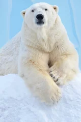 Foto op Plexiglas witte ijsbeer © elizalebedewa