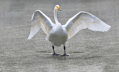 swans in the lake