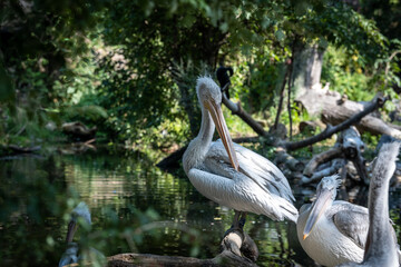 Der Tiergarten Schönbrunn im Park des Schlosses Schönbrunn im 13. Wiener Gemeindebezirk Hietzing wurde 1752 von den Habsburgern gegründet und ist der älteste noch bestehende Zoo der Welt. Direktor des