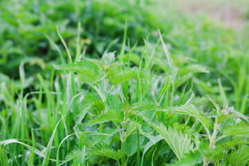 Green fresh stinging nettle, medicinal plant.  Botanical pattern. Greenery common nettle. Herbal and medical concept 