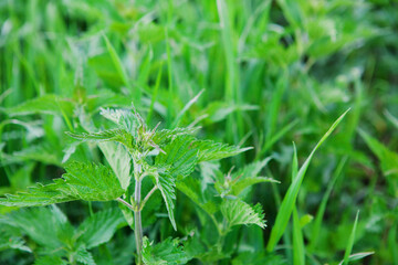 Green fresh stinging nettle, medicinal plant.  Botanical pattern. Greenery common nettle. Herbal and medical concept 