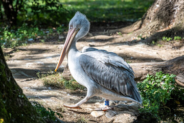 Der Tiergarten Schönbrunn im Park des Schlosses Schönbrunn im 13. Wiener Gemeindebezirk Hietzing wurde 1752 von den Habsburgern gegründet und ist der älteste noch bestehende Zoo der Welt. Direktor des