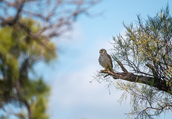 Common Kestrel, male, perched on a branch of a pine tree.