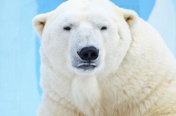Obraz na płótnie Canvas polar bear close up