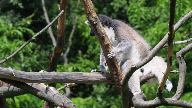 Lemur catta monkey. The ring-tailed lemur (Lemur catta)