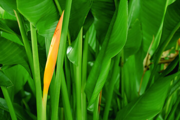 Obraz premium Bird of paradise or Strelitziaceae blooming flower jungle green plants nature background.