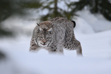 Obraz premium Eurasian lynx in winter snow forest Sumava National Park Kvilda