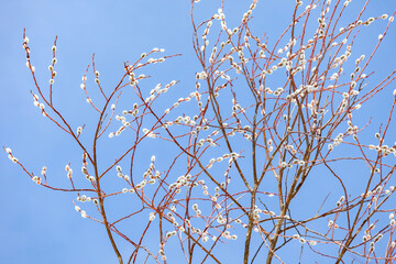 Willow buds branches on the blue sky in spring