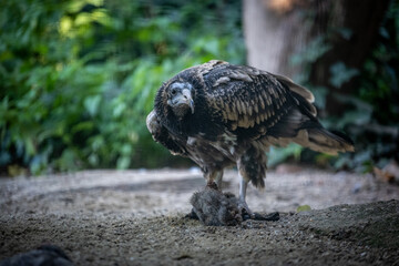 Der Tiergarten Schönbrunn im Park des Schlosses Schönbrunn im 13. Wiener Gemeindebezirk Hietzing wurde 1752 von den Habsburgern gegründet und ist der älteste noch bestehende Zoo der Welt. Direktor des