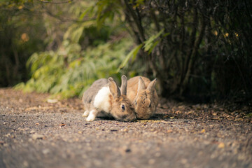 Obraz premium rabbit ウサギ 