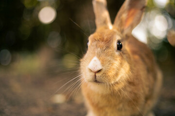 rabbit ウサギ　